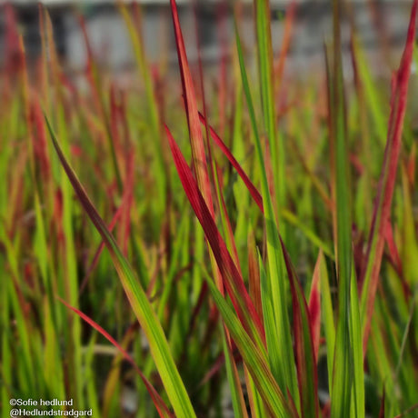 Blodgräs 'Red Baron' 12cm kruka