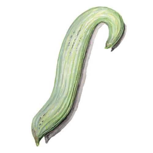 Armenisk Melongurka Svenskodlat frö