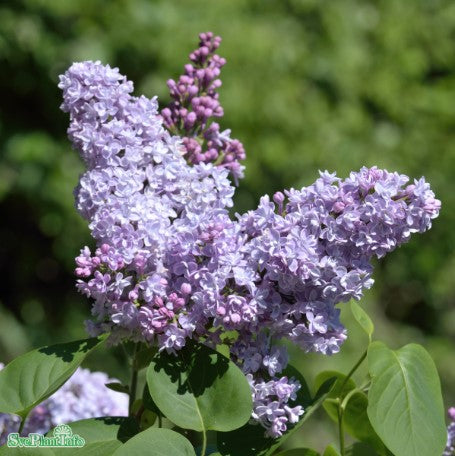 Syren 10-p barrotad 30-50cm