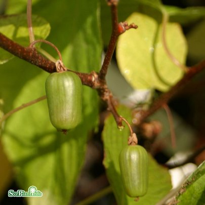 Minikiwi 'Issai' 5-pack i kruka