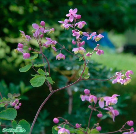 Skuggviolruta 11cm kruka