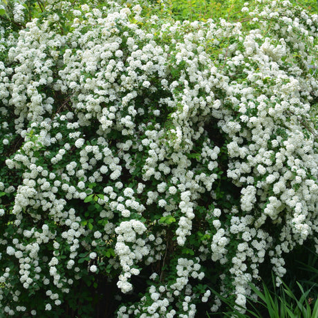 Bukettspirea 10-pack i kruka