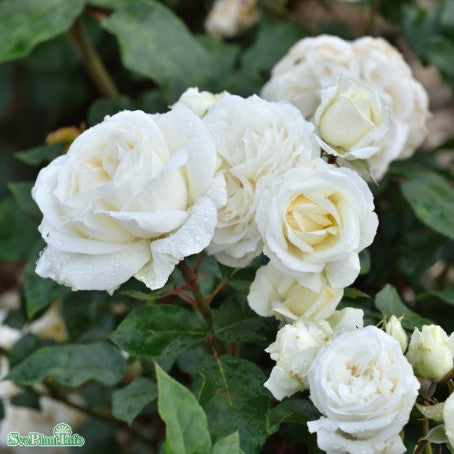 Modern buskros 'Claus Dalby' 1-pack barrot