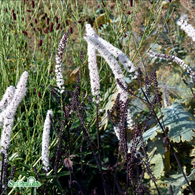 Höstsilverax 'Black Negligee' 9cm kruka