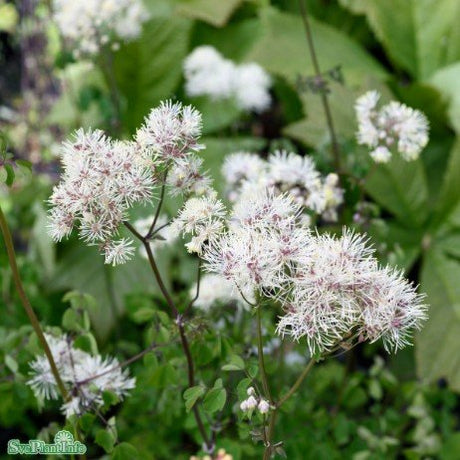 Aklejruta 'White Clouds' 9cm kruka