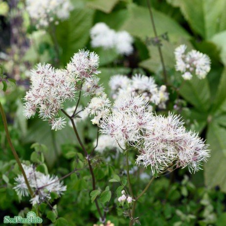 Aklejruta 'White Clouds' 9cm kruka