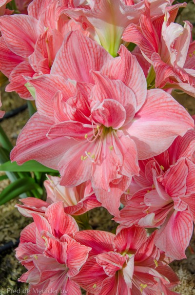 Amaryllis 'Sweet Nymph' 1st