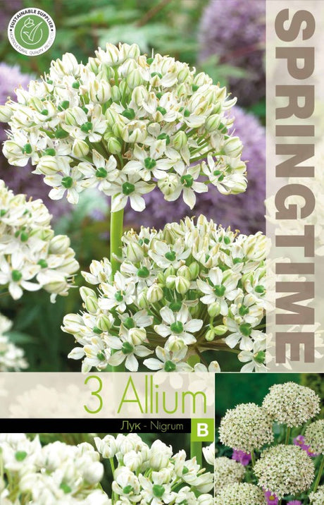 Allium, Svartlök 'Nigrum' 3st