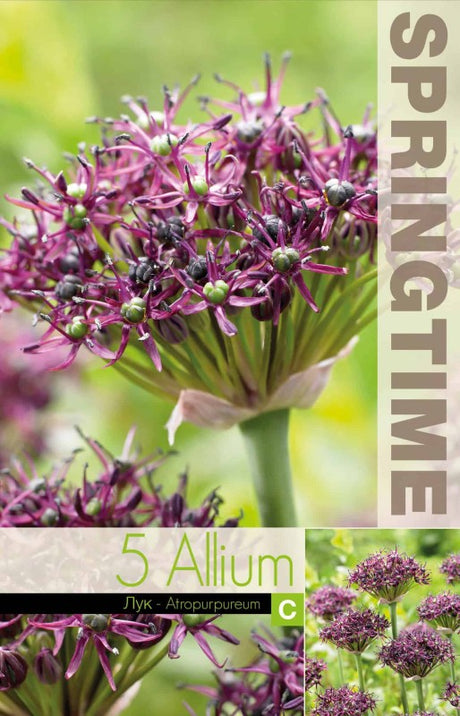 Allium, Vinlök 'Atropurpureum' 5st