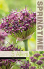Allium, Vinlök 'Atropurpureum' 5st