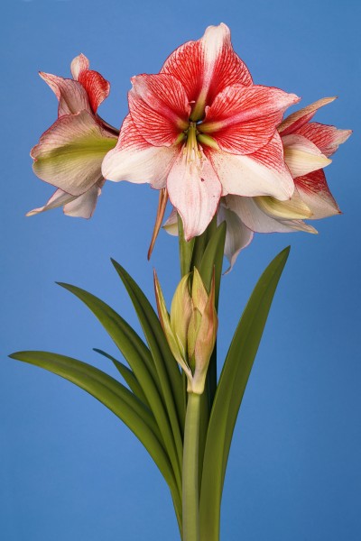 Amaryllis 'Grandise Fantasy' 1st