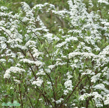 Norskspirea 'Grefsheim' 10-p barrotad 30-50cm