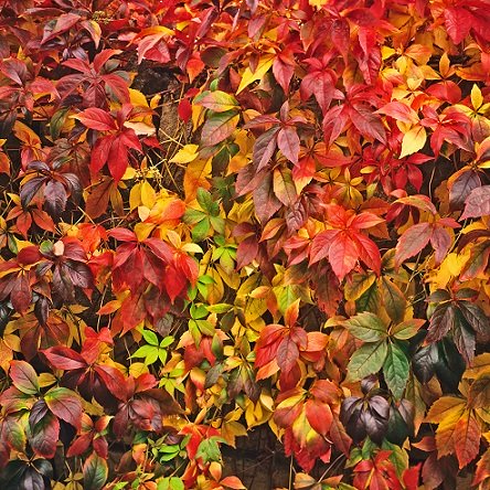 Rådhusvin 'Veitchii' co 3-pack