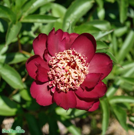 Luktpion 'Nippon Beauty' 1st barrotad