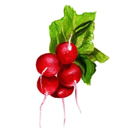 Rädisa 'Marike' Svenskodlat frö