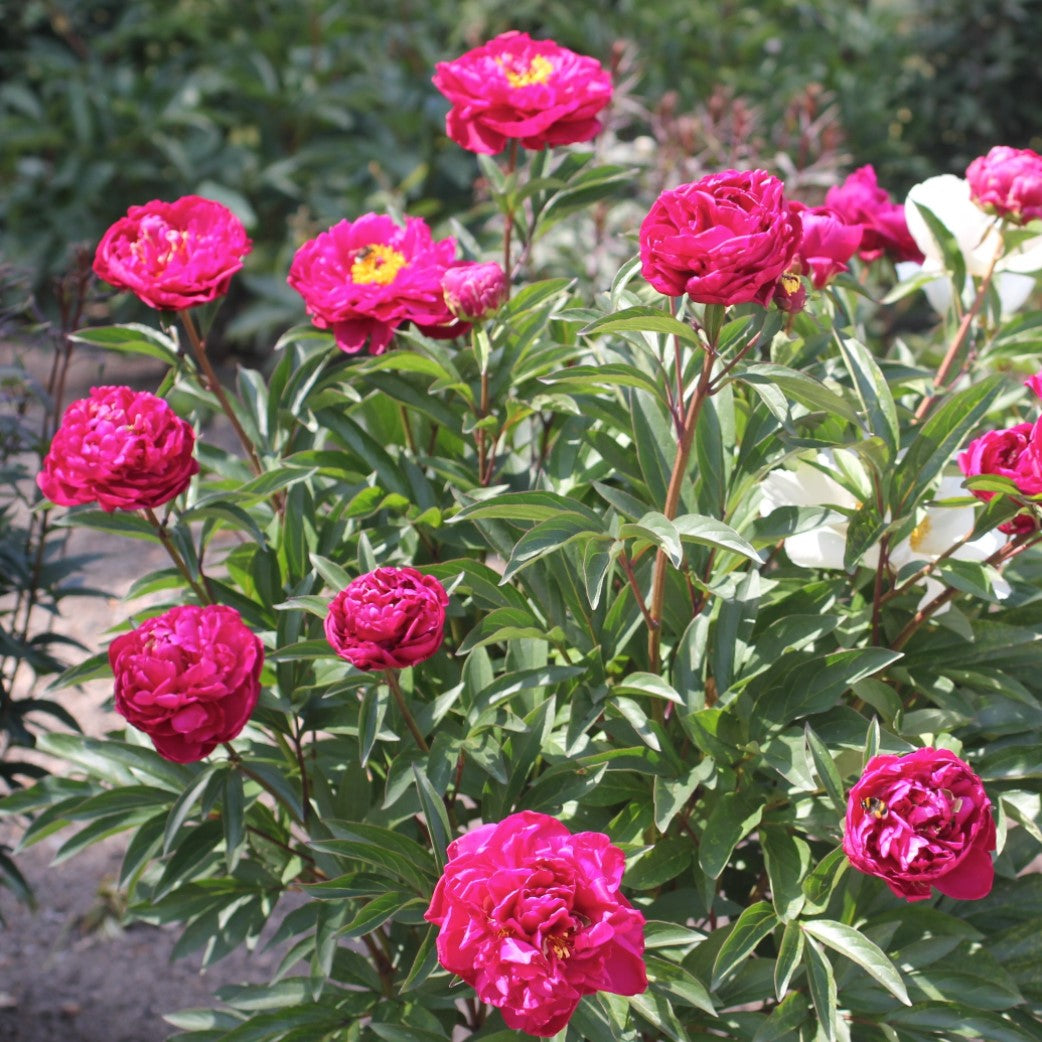 Luktpion 'Karl Rosenfield' 4-pack i kruka