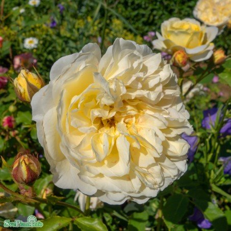 Austinros 'The Pilgrim' 10-pack barrotad