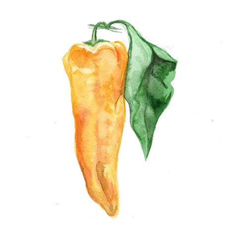 Paprika 'Corno Giallo' Svenskodlat frö