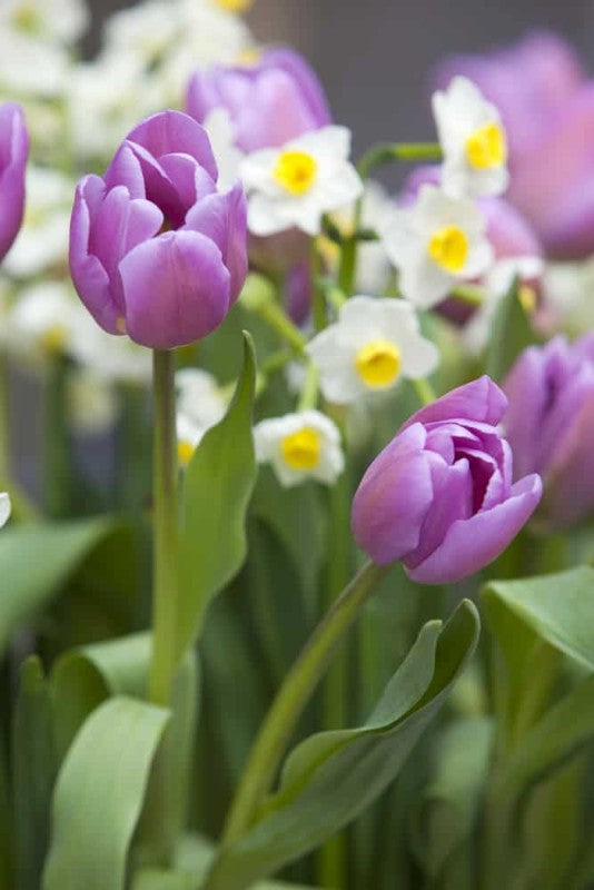 Triumphtulpan 'Alibi' 8st