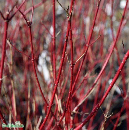 Korallkornell 'Sibirica' barrotad 10-pack 50-80cm