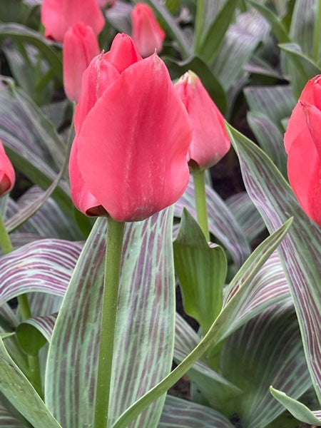 Påfågelstulpan 'Oratorio' 5st