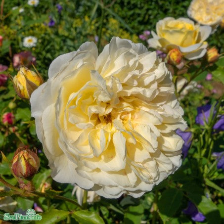 Austinros 'The Pilgrim' 1-pack barrotad