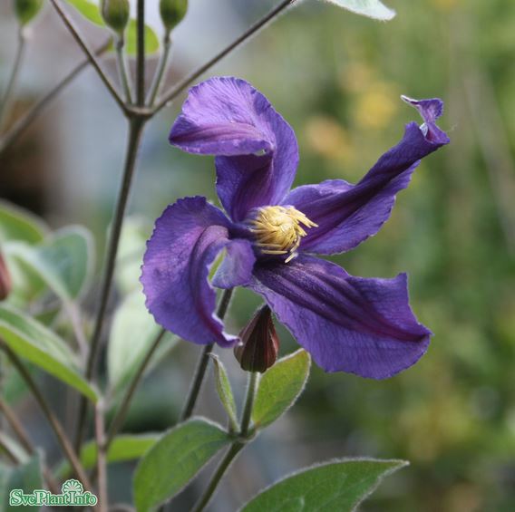 Klematis 'Blue Pirouette' 3-pack