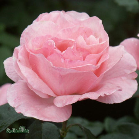 Storblommig Ros 'Queen Elisabeth' 10-pack barrotad