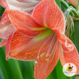 Amaryllis 'Terra Cotta Star' 1st