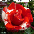 Floribundaros 'Hanky Panky' 1-pack barrot
