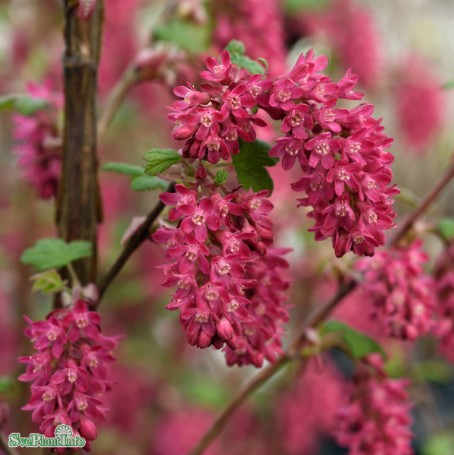 Rosenrips 'King Edwars VII' 1-pack i kruka