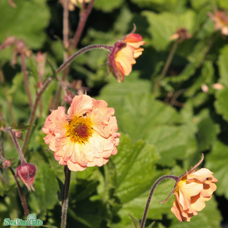 Nejlikrot 'Mai Tai' 11cm kruka