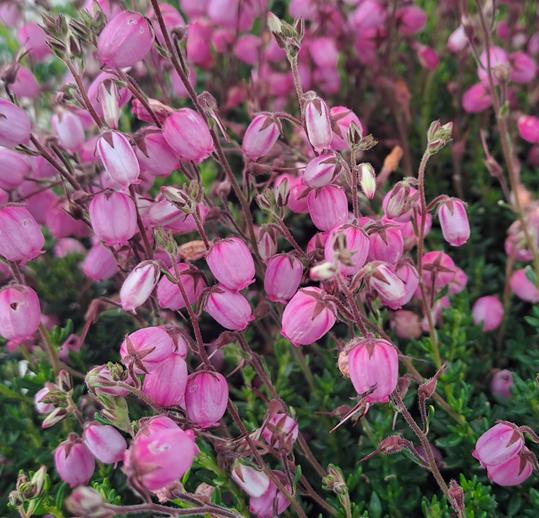 Irländsk klockljung, Rosa 11cm kruka