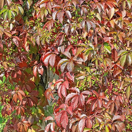 Kinavildvin co 1-pack