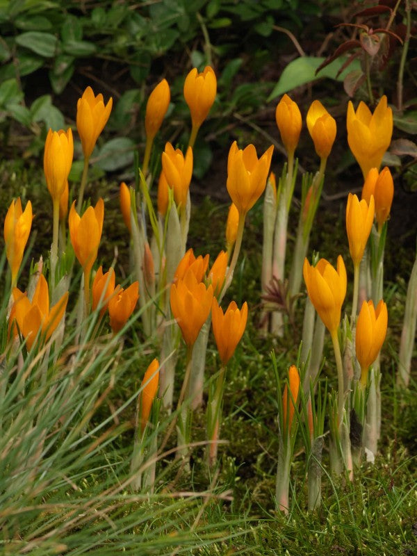 Krokus Botanisk 'Orange Monarch' 15st