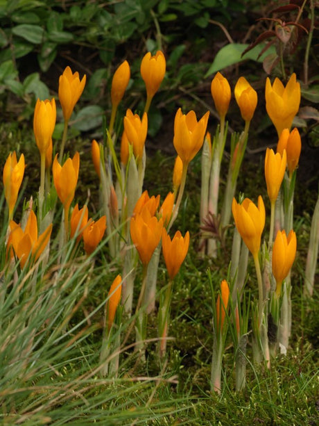 Krokus Botanisk 'Orange Monarch' 15st