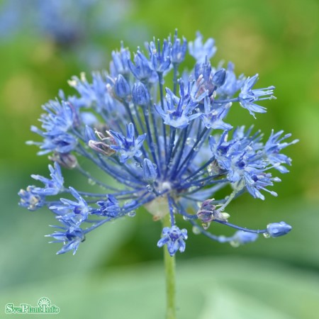 Allium, Azurlök 'Caeruleum' 10st