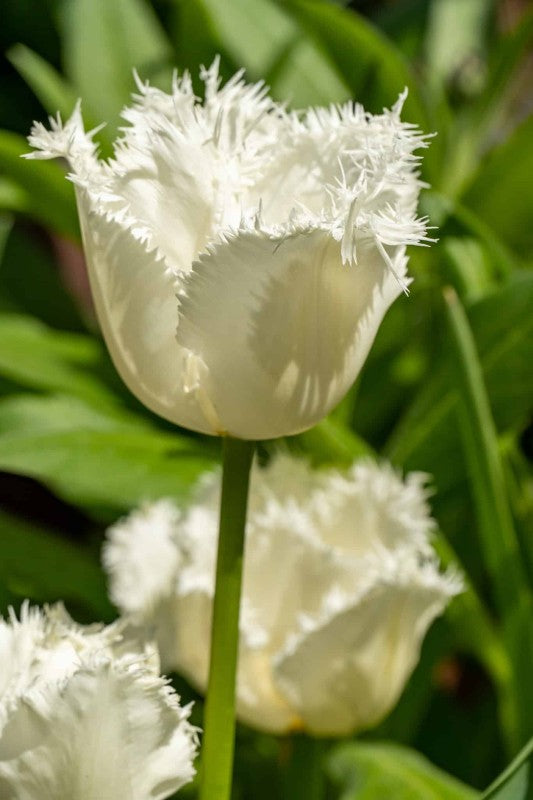 Franstulpan 'Honeymoon' 8st