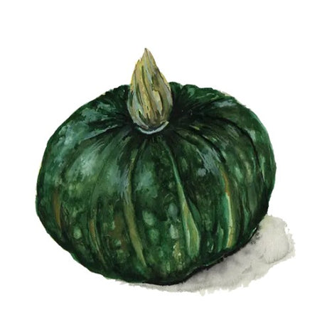 Vintersquash 'Buttercup Bush Emerald' Svenskodlat frö