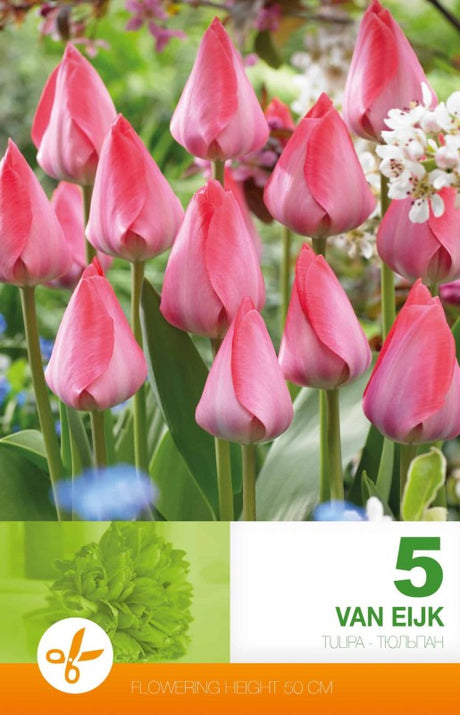 Darwinhybridtulpan 'Van Eijk' 5st