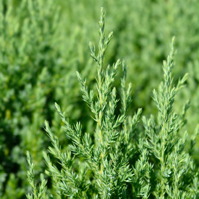 Kinesisk en 'Stricta' 30-40 co 5-pack