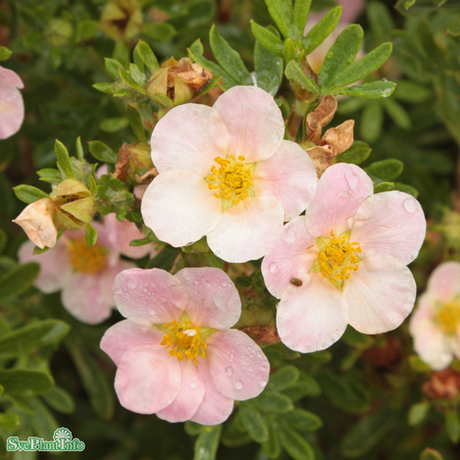 Trädgårdstok 'Pink Queen' 5-pack i kruka