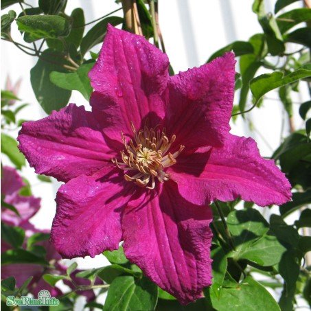 Klematis 'Ernest Markham' 3-pack