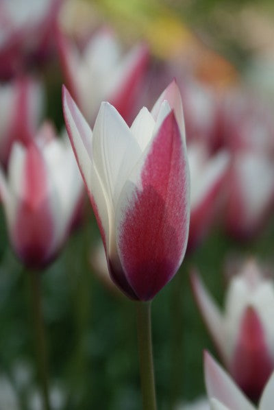 Tulpan 'Peppermintstick' 10st