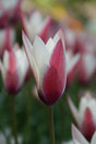 Tulpan 'Peppermintstick' 10st