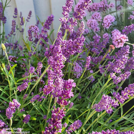 Lavendel 'Rosea' 11cm kruka