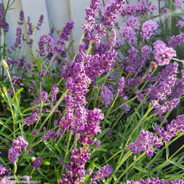 Lavendel 'Rosea' 11cm kruka