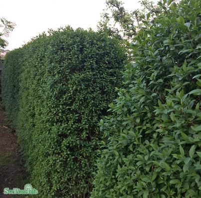 Vinterliguster 'Atrovirens' 10-pack i 2 L kruka