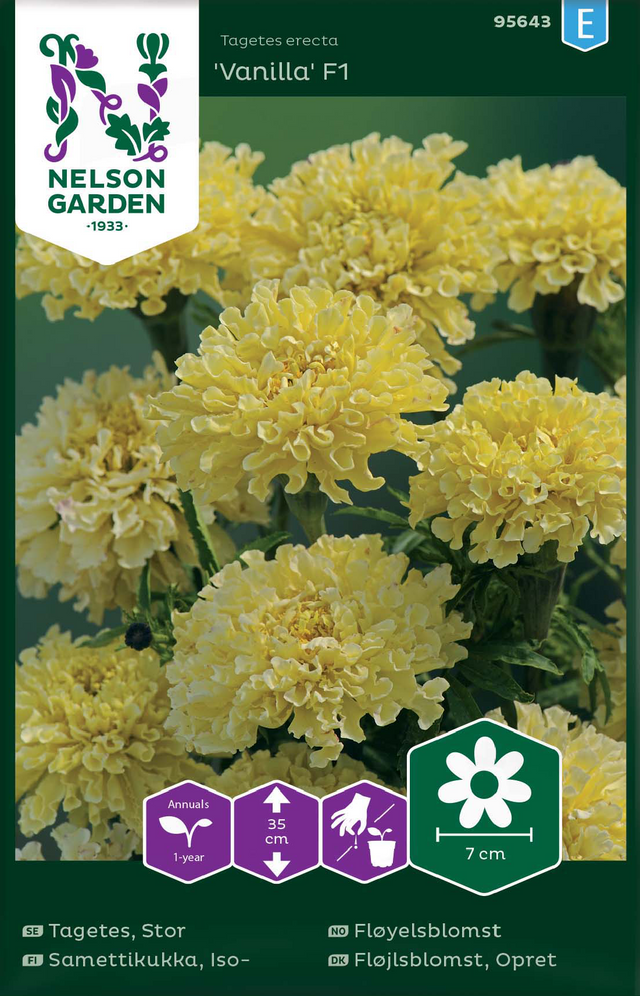 Tagetes 'Vanilla' F1 frö