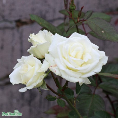 Modern Buskros 'White Nights' 5-pack barrotad